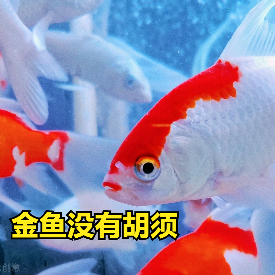 怎么区分锦鲤和草金鱼(不是金草鱼)?