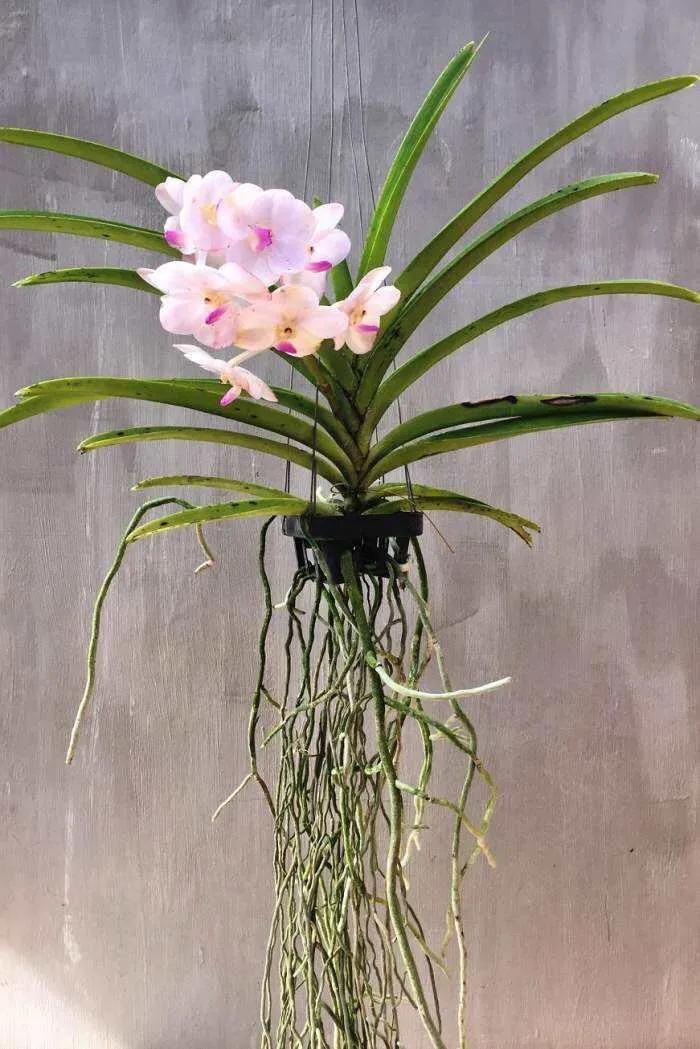 新加坡植物园里的胡姬花图片来源于网络.