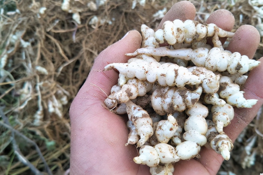 俗称"地蚕",儿时常挖来做咸菜,一挖一箩筐,如今却很少人识了