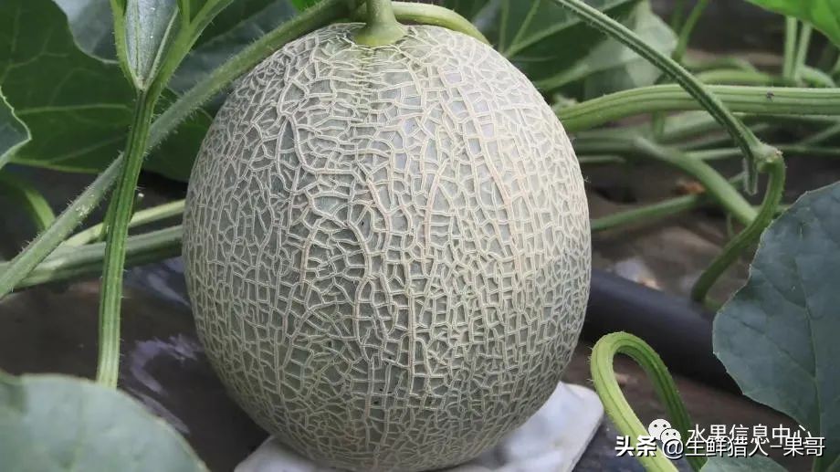 哈密瓜、蜜瓜、网纹瓜、香瓜、羊角蜜傻傻分不清？看完就明白了