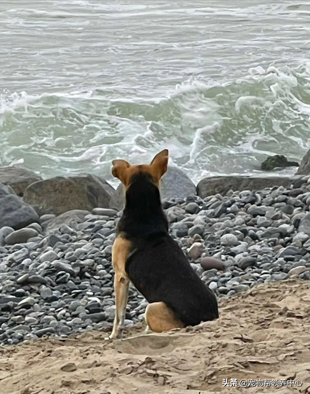 这只狗狗因为每次主人出海和归来,都会接送主人,所以现在依然保持着