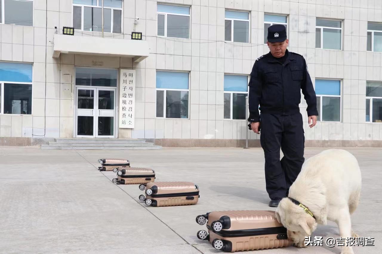 吉林总站延边边境管理支队民警张宇：二十余载训犬路，践行初心使命
