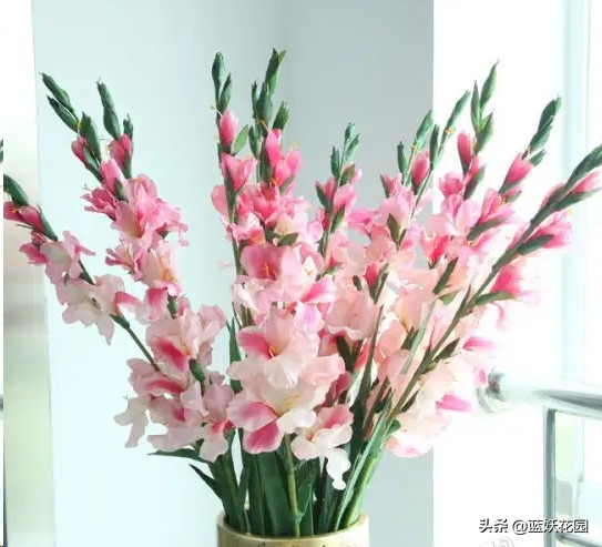 它是世界切花第一 五颜六色的花 一开一大串 而且非常好养 天天看点