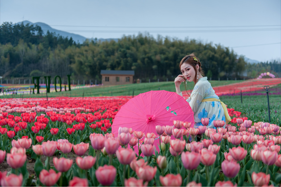 信阳的郁金香花已开了，赏踏春走起