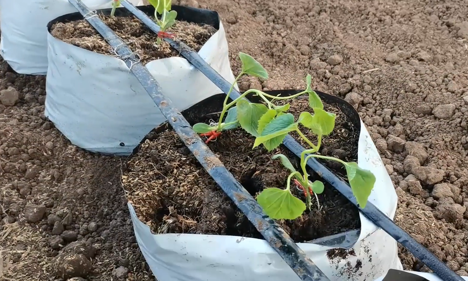 低成本种菜小技巧：基质处理后重复使用，简单而且省人工