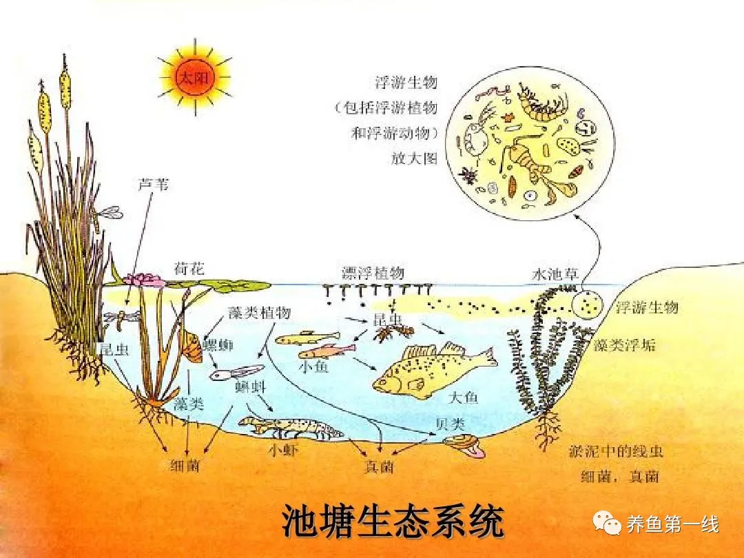 水生浮游生物(浮游植物和浮游動(dòng)物)對魚類和水環(huán)境的作用與影響