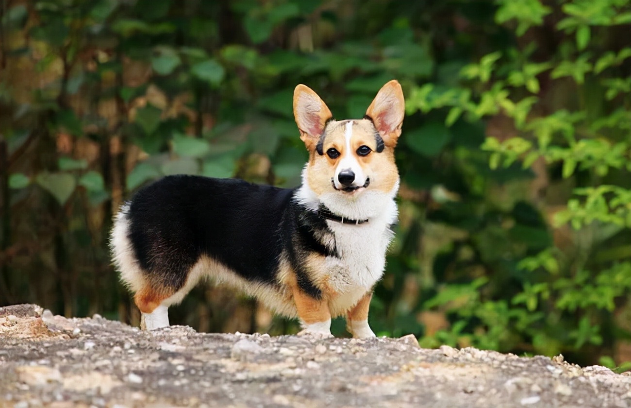 “柯基犬”纯不纯，主要看这几点，很多人都买到串的了