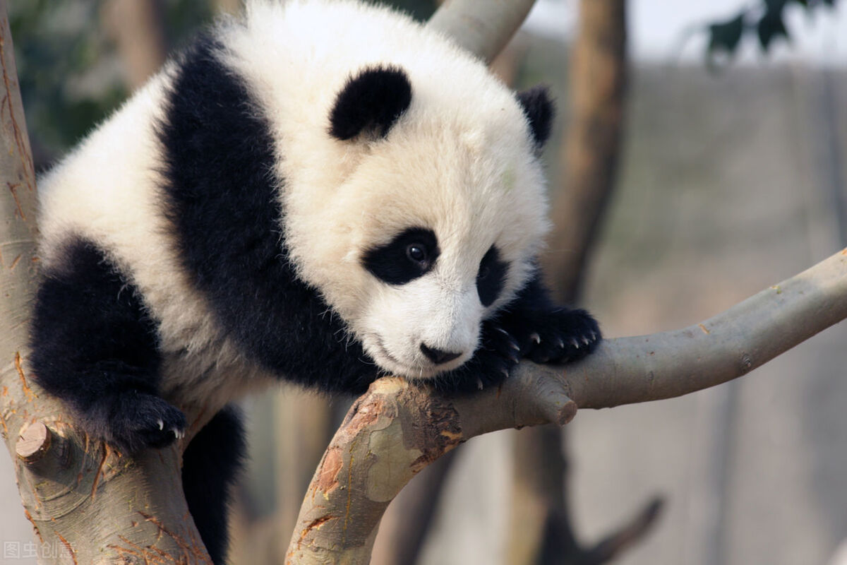 写动物作文顺口溜（一）