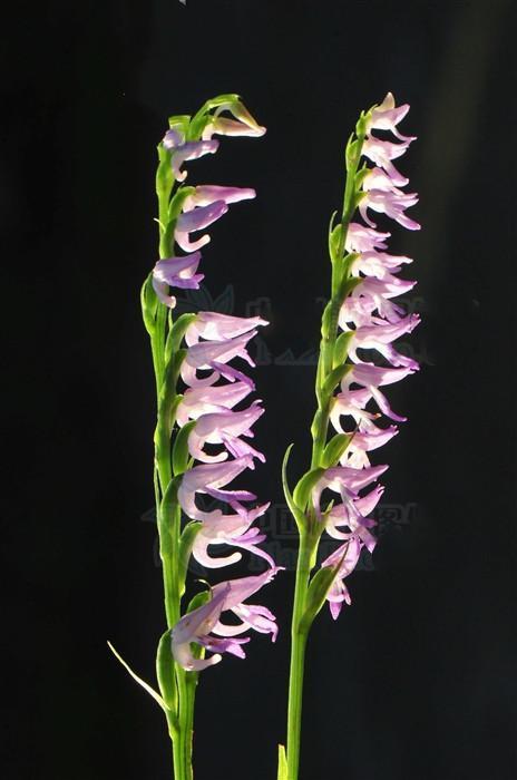 《百花集》(二百九十二)