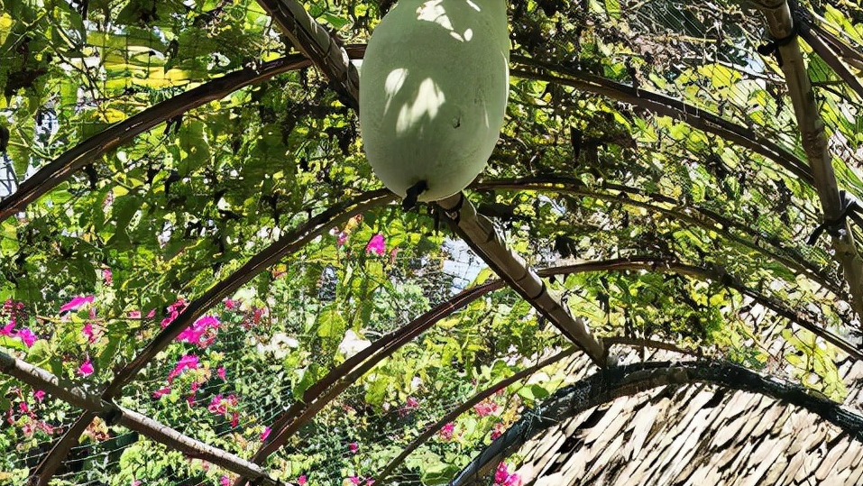 第15期/3月遇“开门寒”，种这几种菜最容易受灾