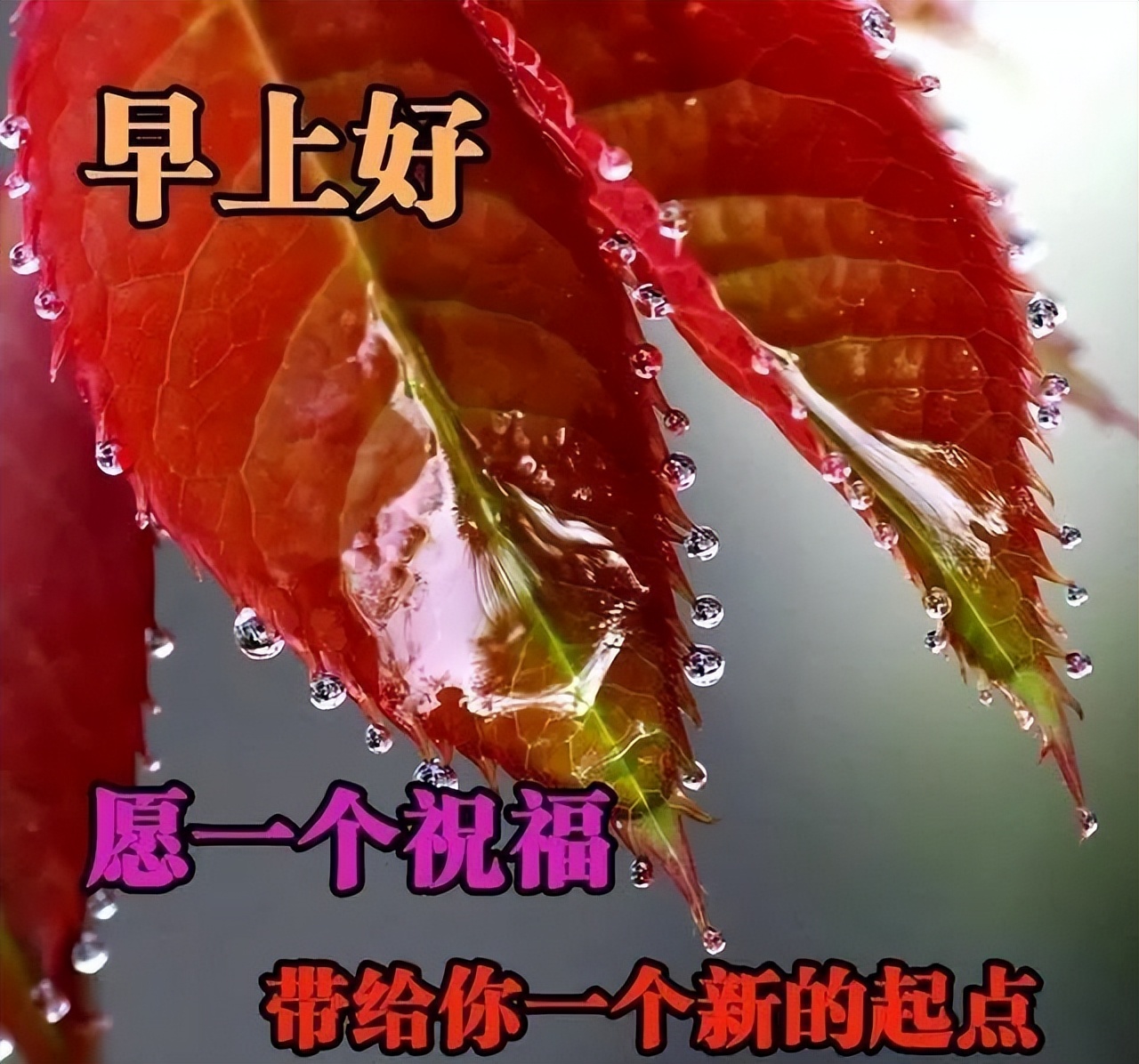 朋友圈早上好图片 最新版早上好问候语大全 晨起一声早 招财又进宝图片