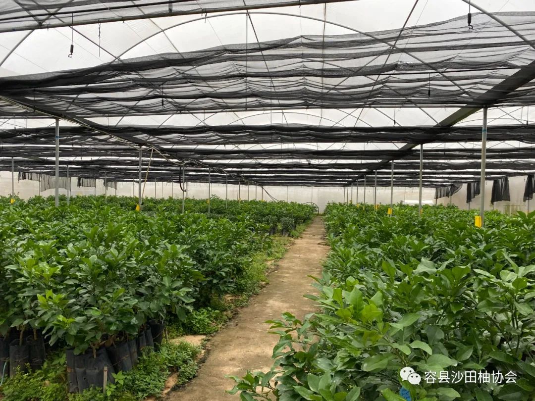 真抓实干，保护沙田柚产业容县认真抓好沙田柚黄龙病防控示范工作