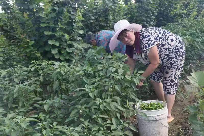 公主岭市绿公主种植专业合作社联合外省市种植庭院辣椒喜获丰收