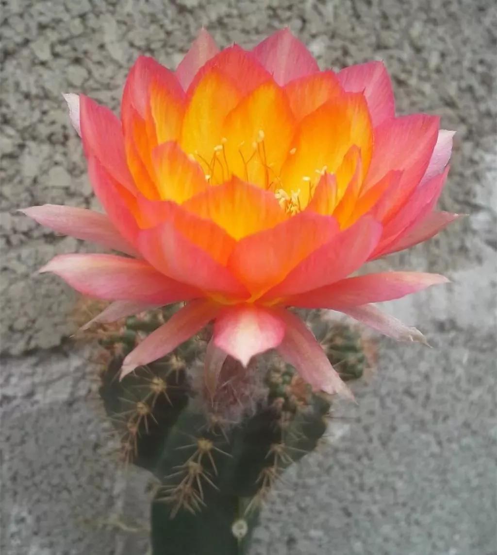 分享图片：奇花之王仙人球开花，惊艳你的双眸
