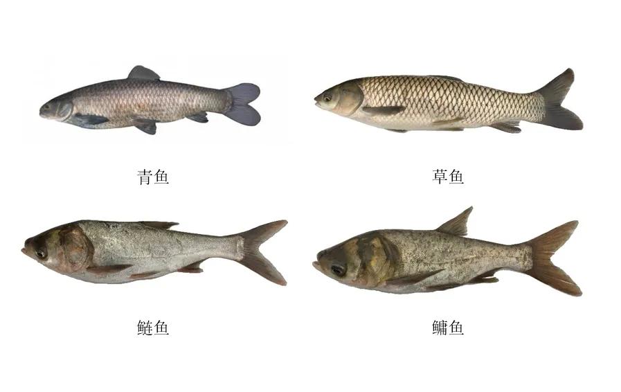 青魚(yú)的“寶藏”：魚(yú)嘴咽喉處的石頭，竟是價(jià)值不菲“玉石”？