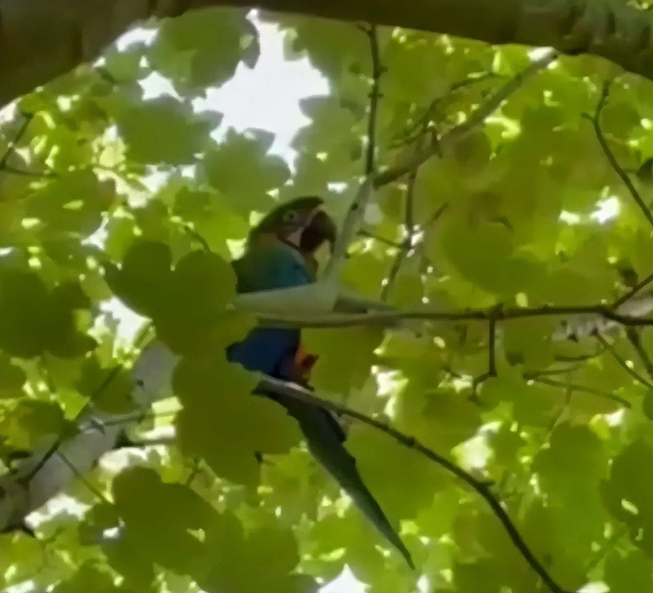 寵物鸚鵡被海鷗嚇飛，英國小哥爬上12米大樹營救，自己卻下不來了