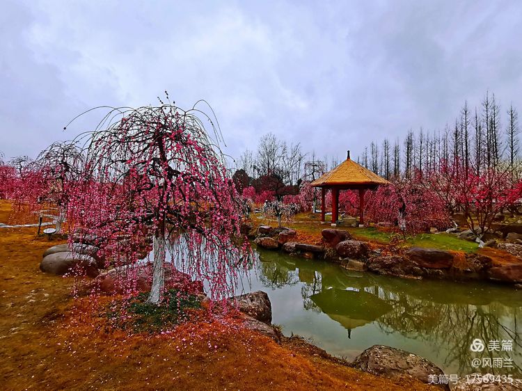 烟雨蒙蒙问花村 作者：武术兰