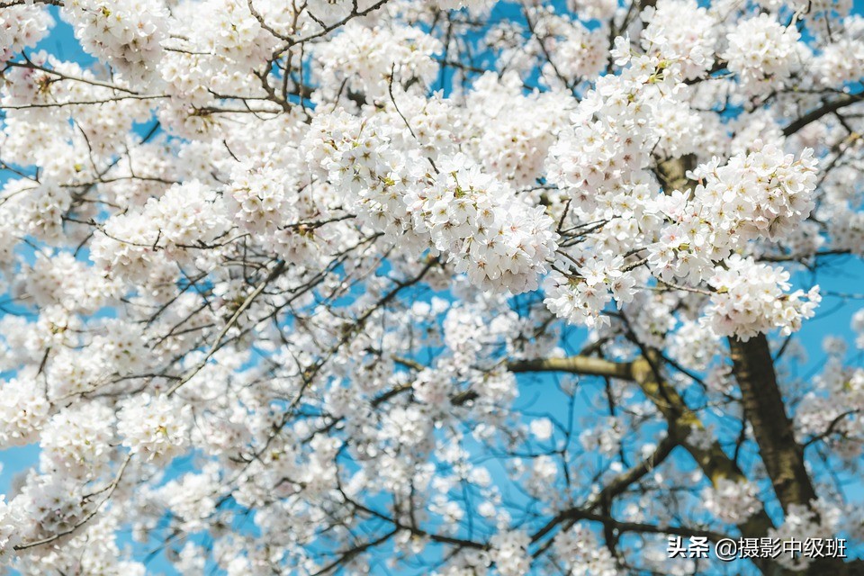 拍樱花的8个技巧，藏在这5张照片中，摄影小白一看就懂