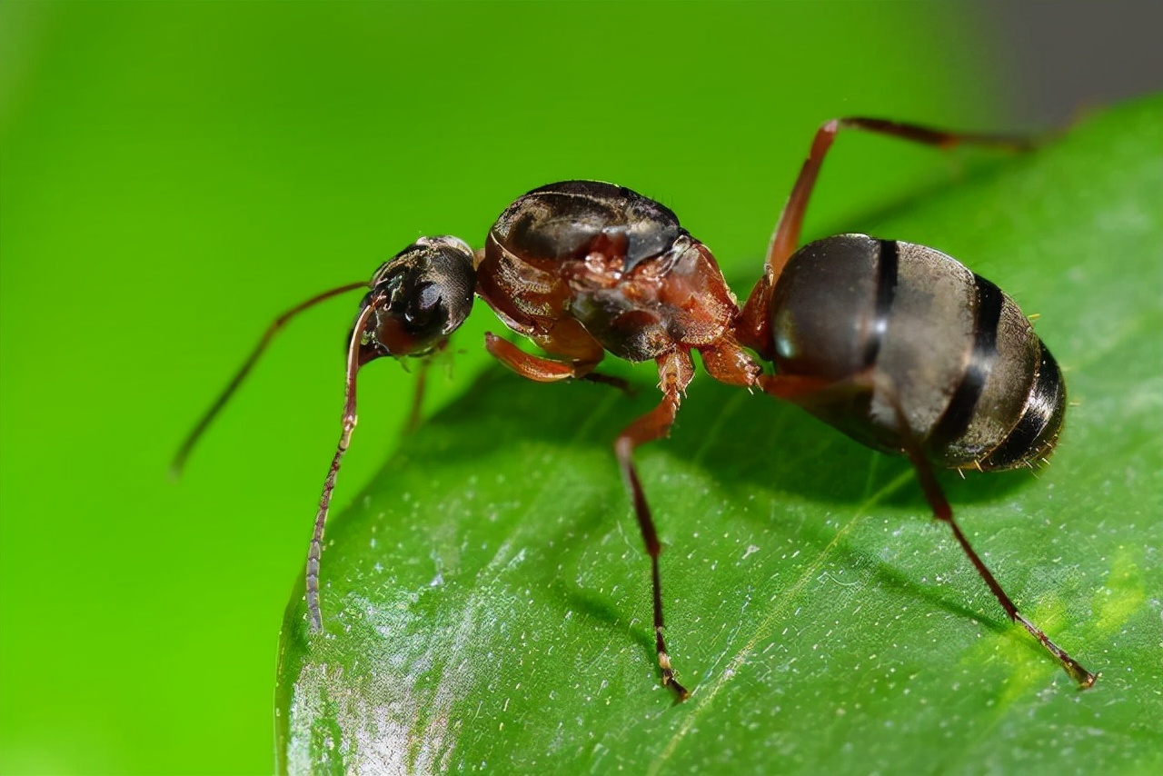 科学家发现史前蚂蚁,被困了9900万年,当时正在啃咬猎物
