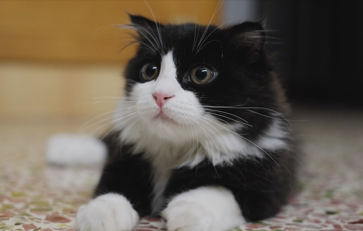 故乡:中国性格:精力旺盛,调皮捣蛋,拆家小能手奶牛猫