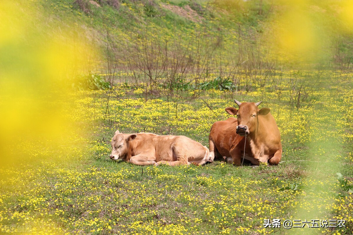 2022年春天有倒春寒吗？俗语“春打六九头，耕牛不停歇”能预兆