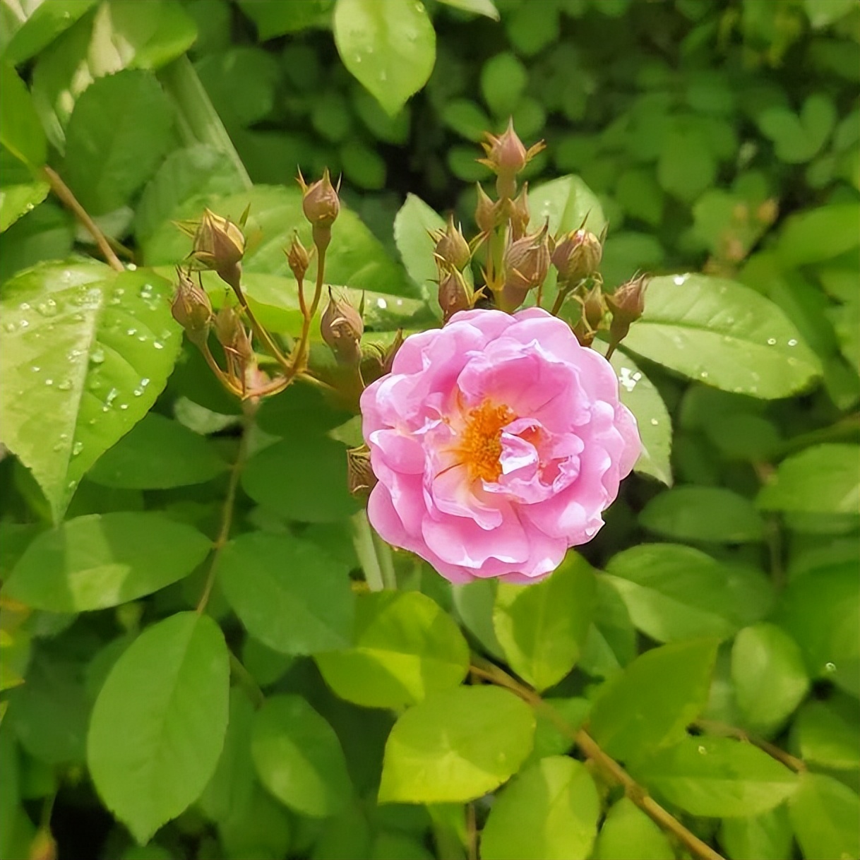 成都高新区朝阳小学开展“节气深耕·清明节气”主题活动