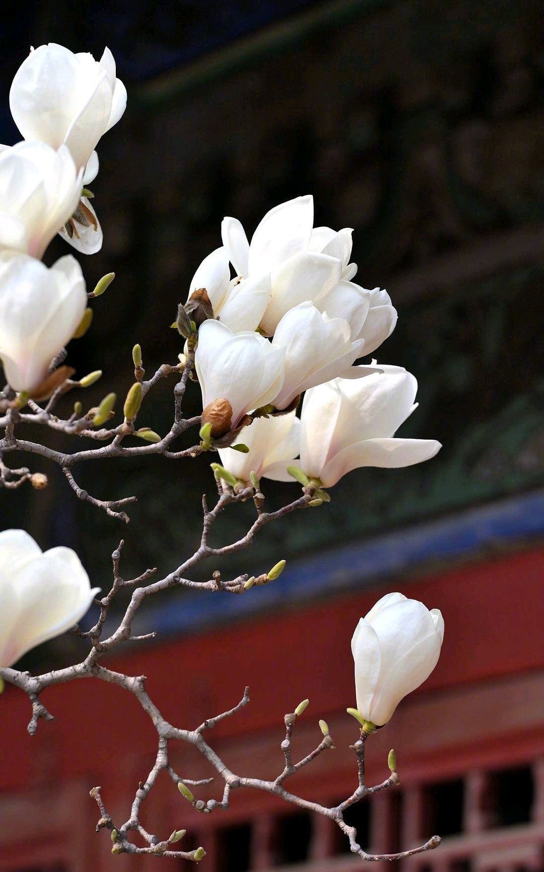 植物花卉品种大全图片（科普100个花卉图鉴）