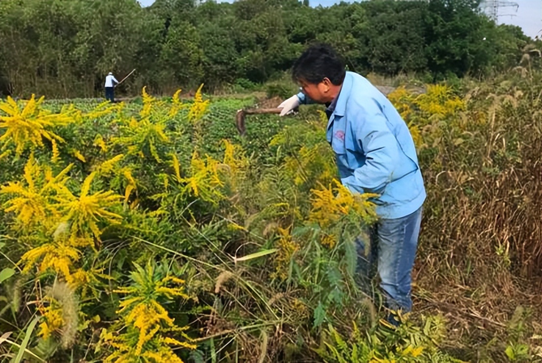 世界上最恐怖的花(“恶魔之花”又现身！我国多地开始大规模围剿，它究竟多可怕？)