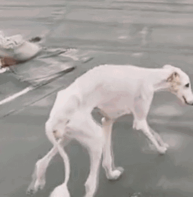 注意了！狗狗身上有这几个特点，说明满是“虫子”