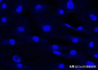 支原体的检测方法有哪些?
