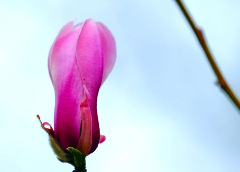 玉兰花开春色浓