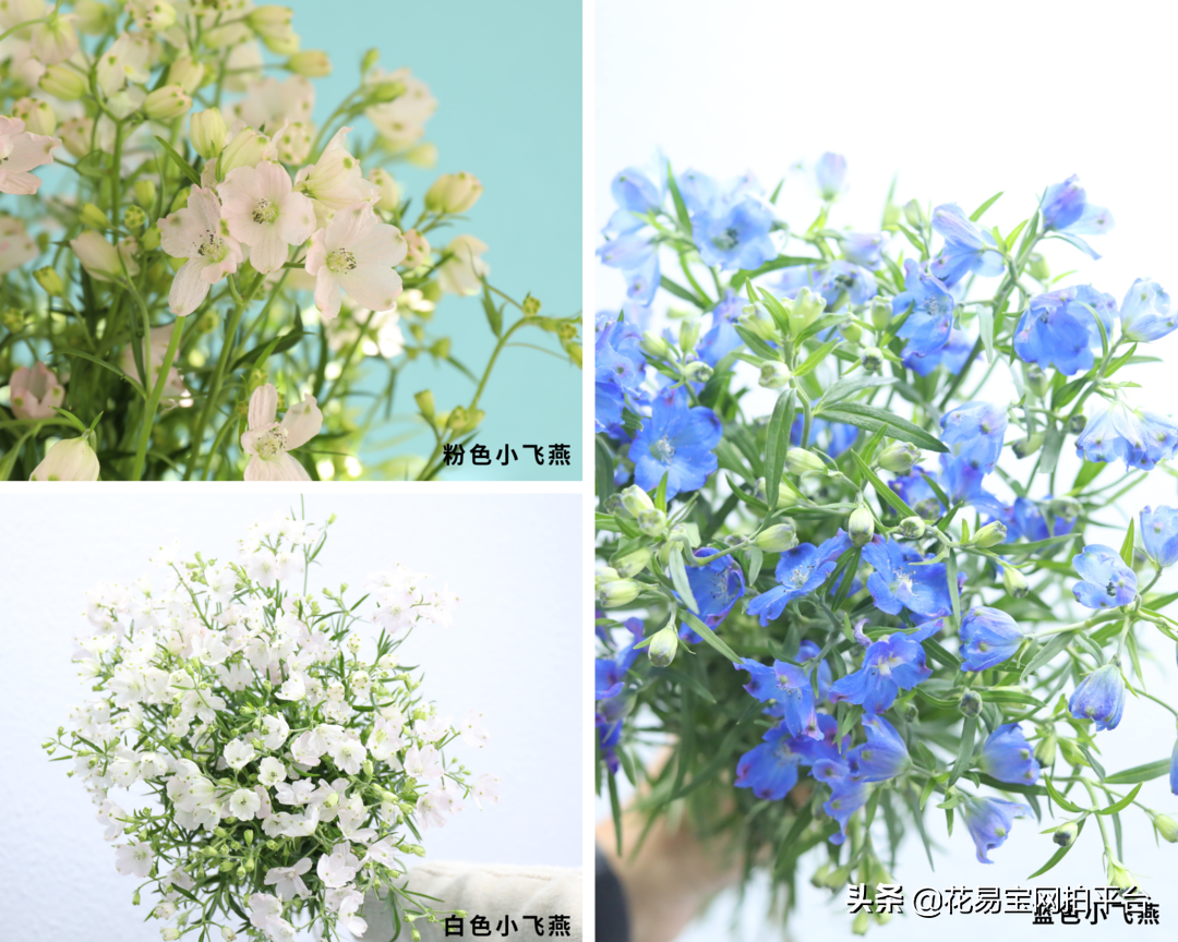 情人节送什么花最好（情人节，不同星座的人送什么花适合？）
