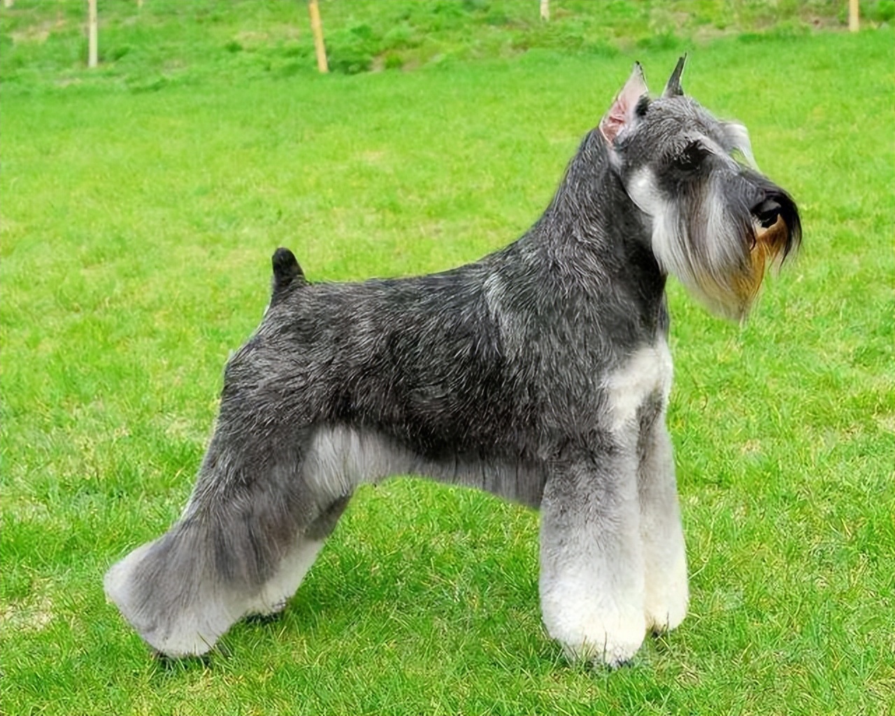 这些"巨型犬"很可怕,大到可以当马骑