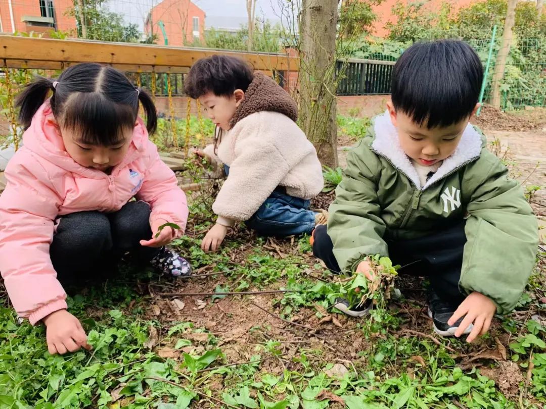 英卓恩达州园 | 种植探究式活动，让每个孩子都闪光