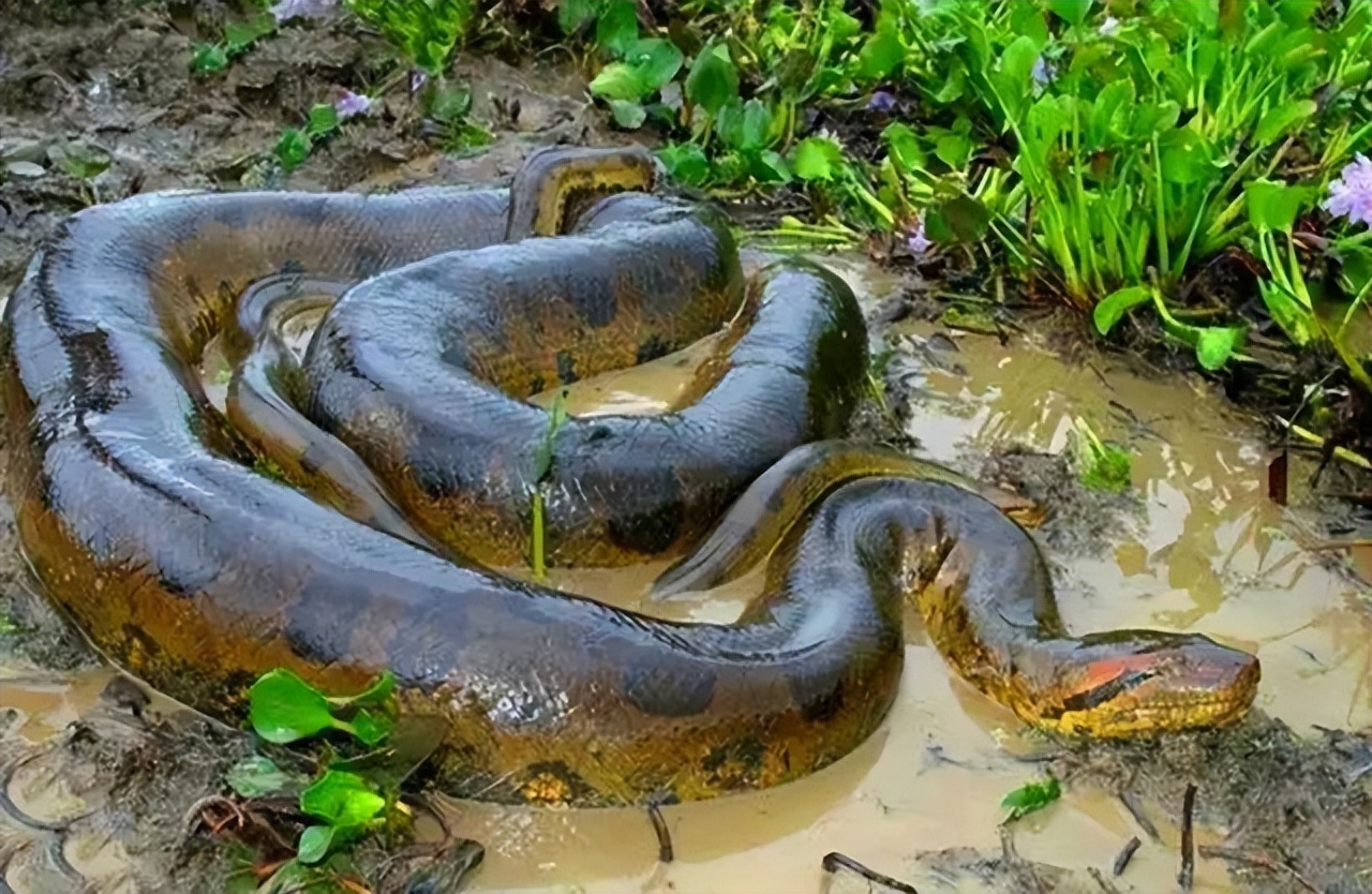 Why Is The Amazon Rainforest A No Go Zone For Humans Laitimes