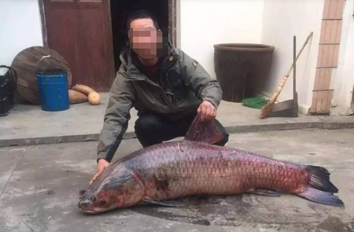海边钓鱼意外钓到500斤的大鱼(江苏张家港一钓鱼人，在双山岛水域)