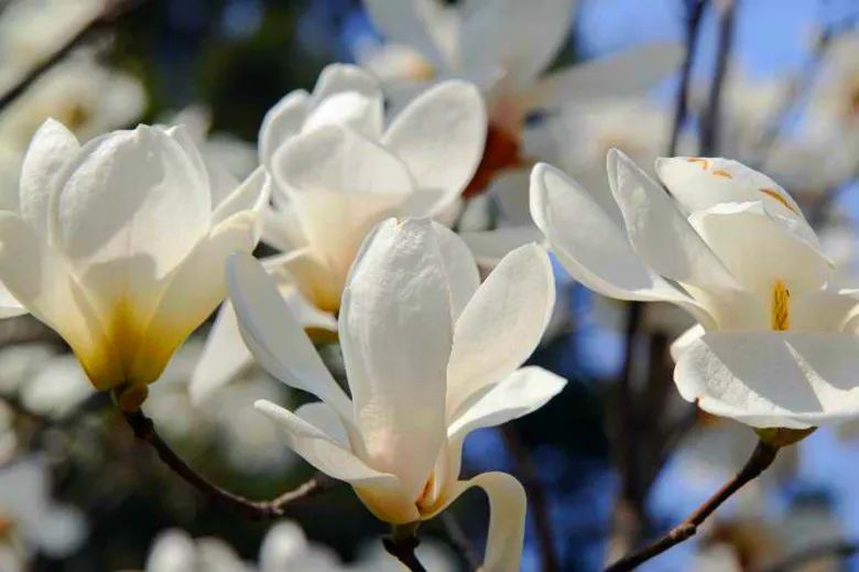 玉兰花开春色浓