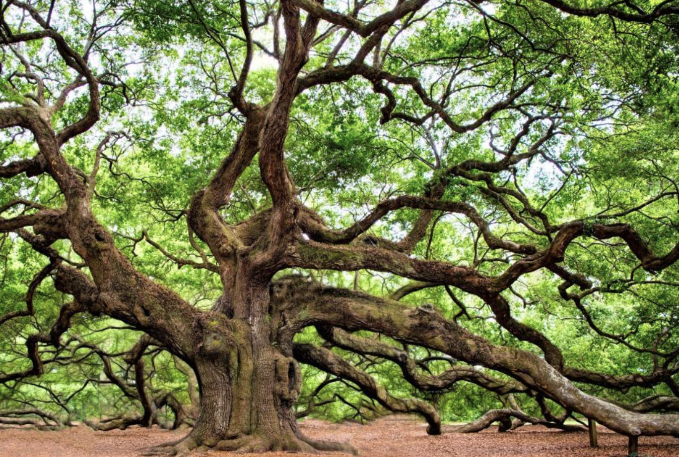 3万的橡树,这可能也是世界上现存的最古老的生物了