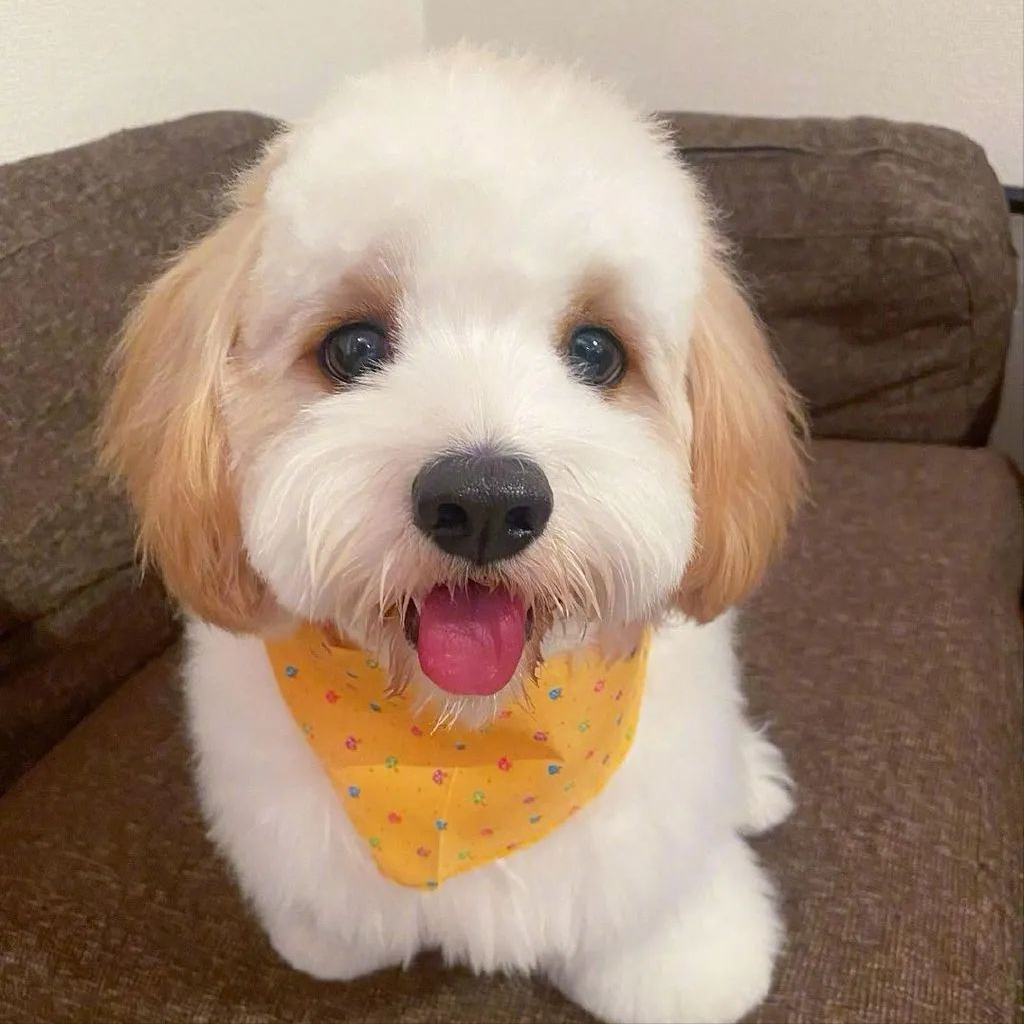 其实比熊犬,完美地继承了这两只狗狗的优点,也可以说是最为成功的混血