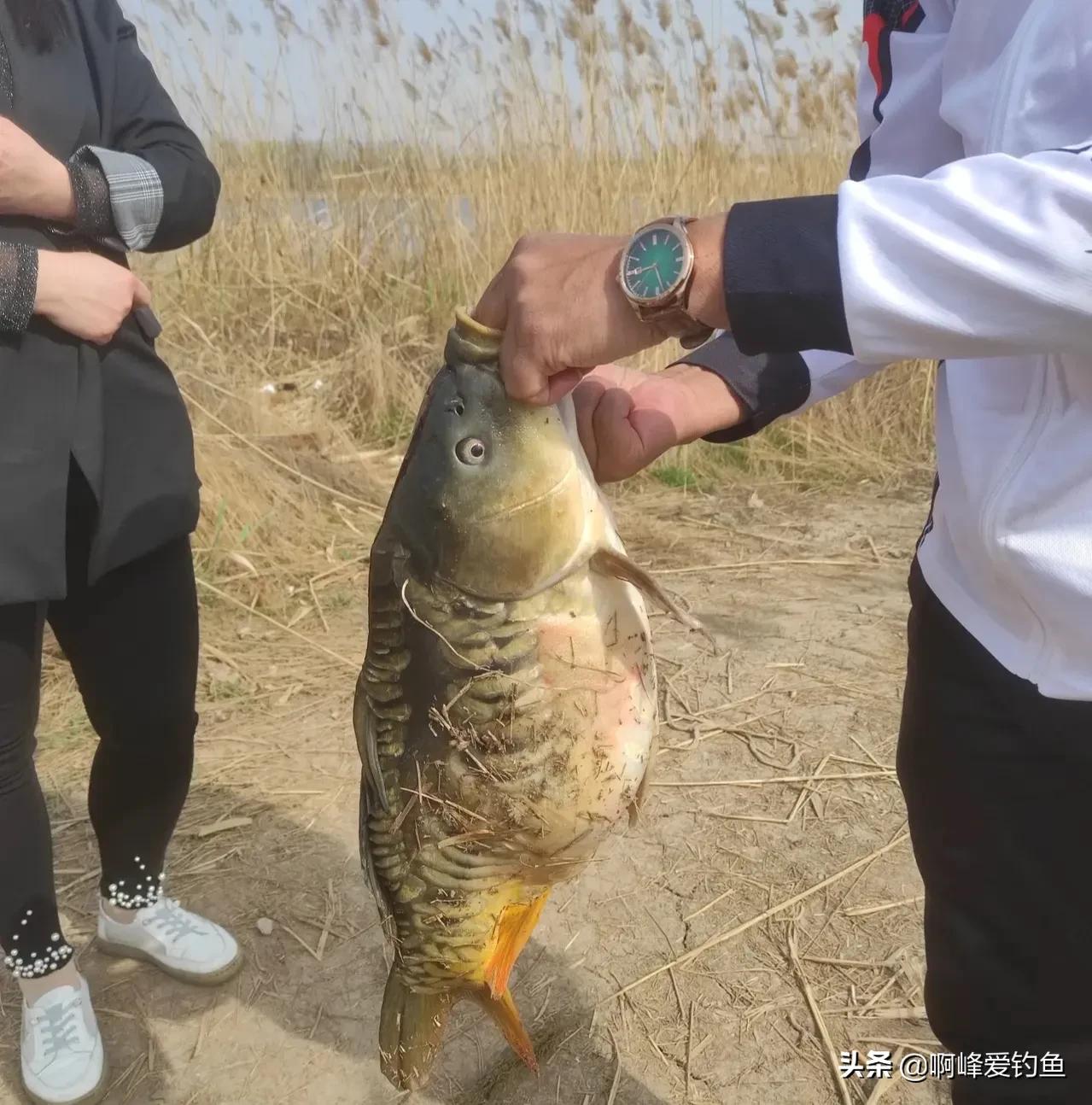 鏡鯉:又稱三花鯉魚,德國鯉魚,三道鱗,鐵背魚!