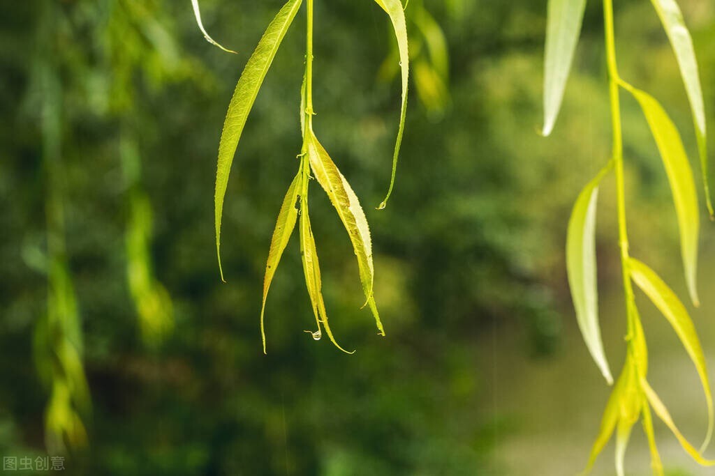 春雨｜我在等你，等下完这场雨