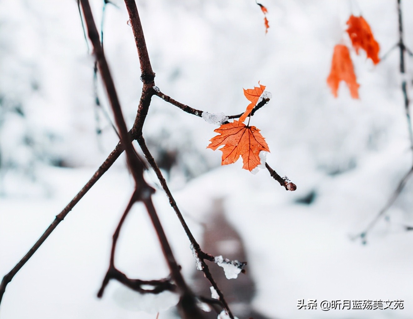 落雪是浪漫,想你是溫暖