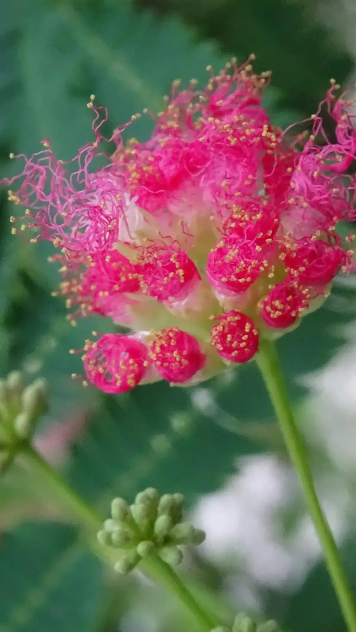 罕见精品 合欢花 看到它的人都和和美美 夫妻恩爱 富贵吉祥 天天看点