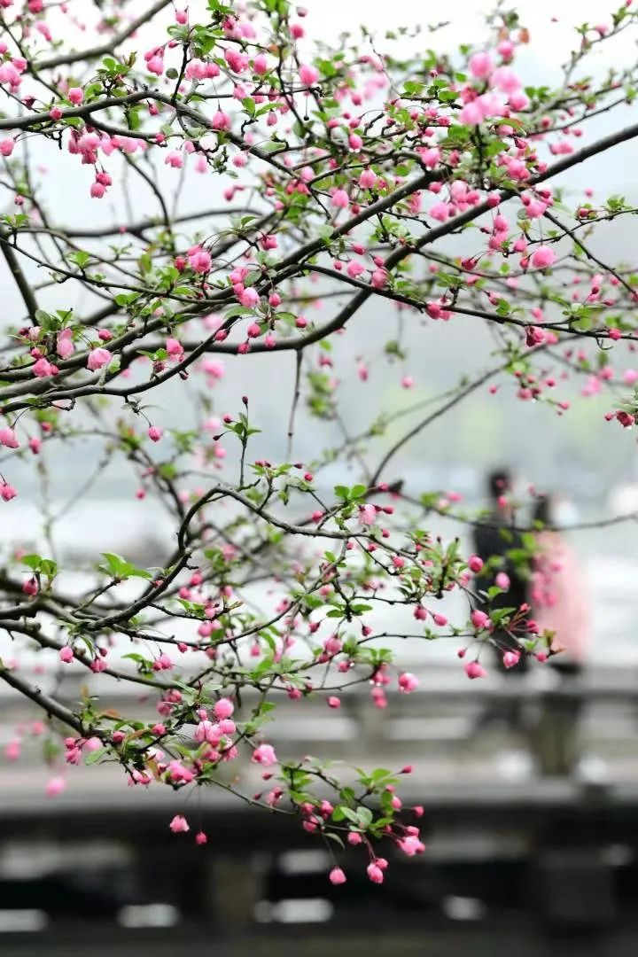 垂丝海棠 花似剪彩层层见 枝似轻丝袅袅垂 花名册no 天天看点