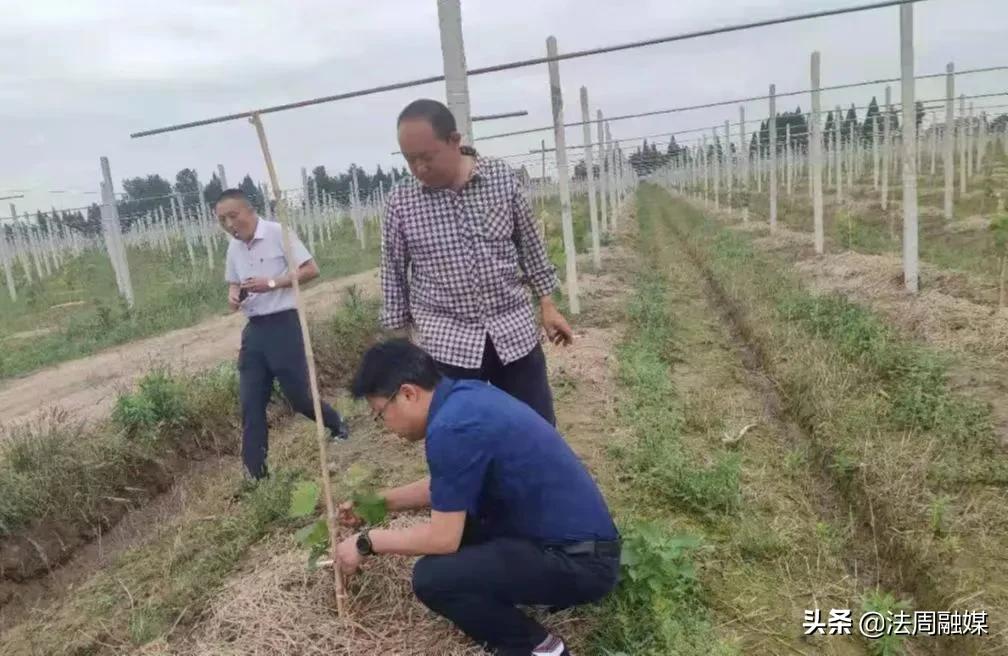 澧县：市科技特派员助力葡萄产业提质增效