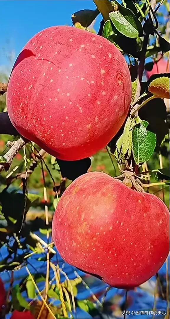 果子成熟的优美句子