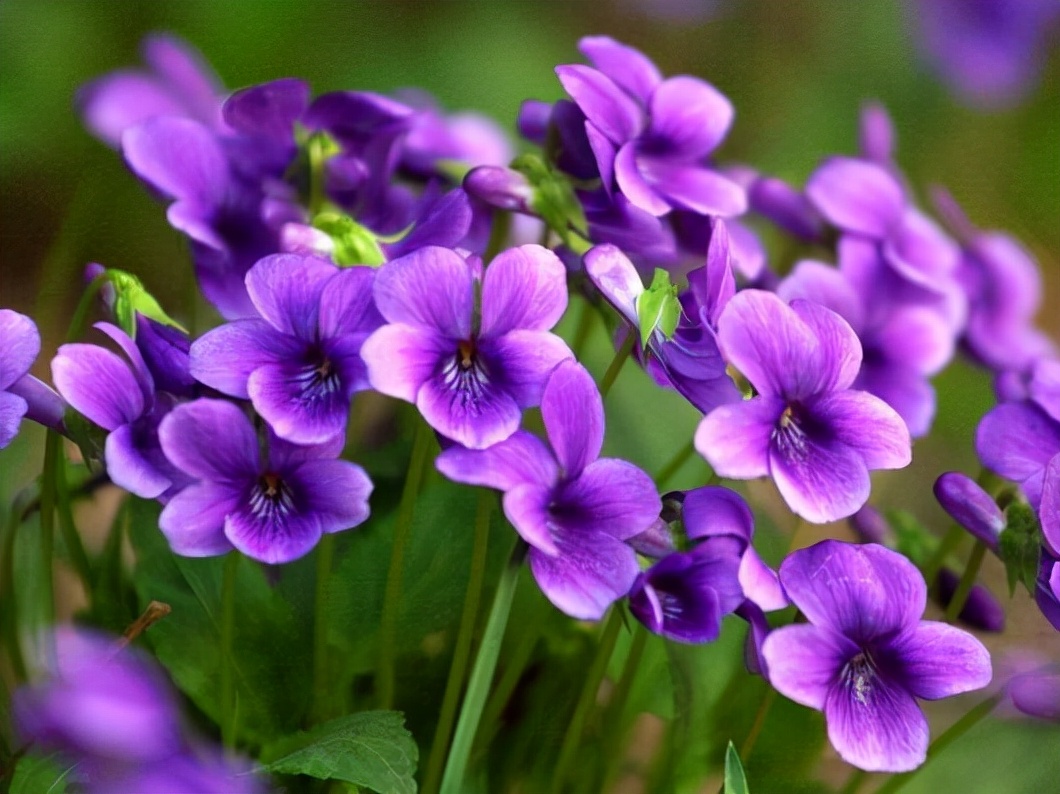 高清大图惊艳曝光！湖北高校“最美校花”比拼，个个颜值“天花板”！