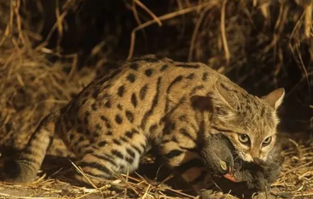 狸子是什么动物图片(世界第二小的猫) - 赤虎壹号