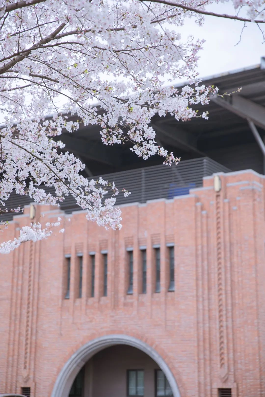 浙大樱雨，许你浪漫春光！每一张都可以做壁纸