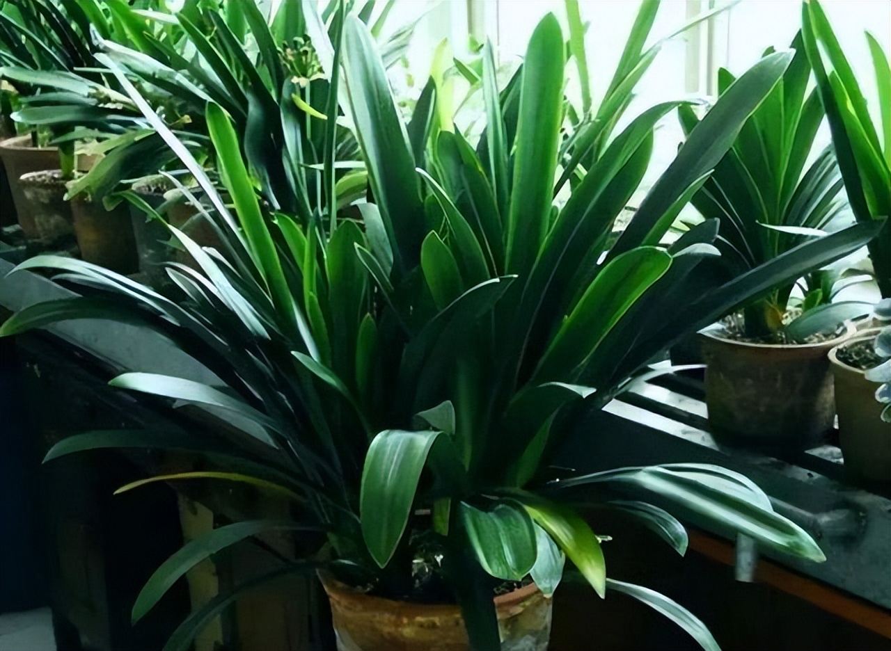 千岁兰图片(7种大气花) - 赤虎壹号